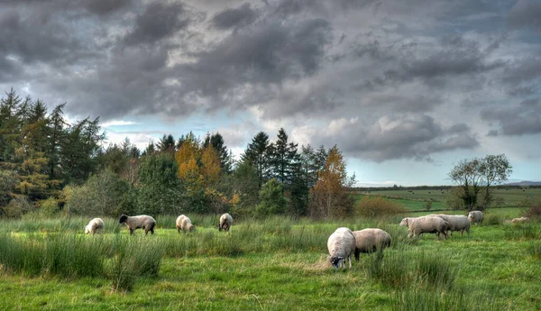 Ovce Pasoucí Poli Skotsku Velká Británie — Stock fotografie