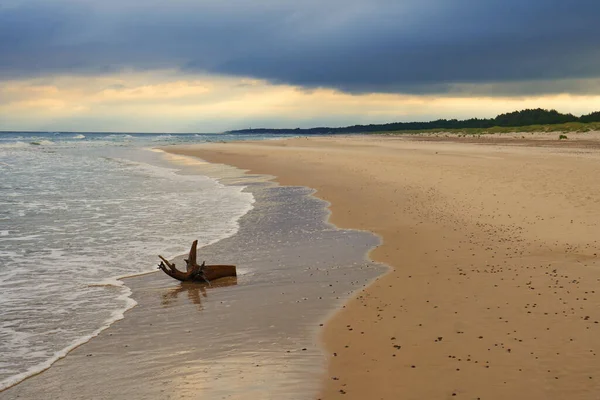 波罗的海海岸 有木制树桩和多云的天空 — 图库照片