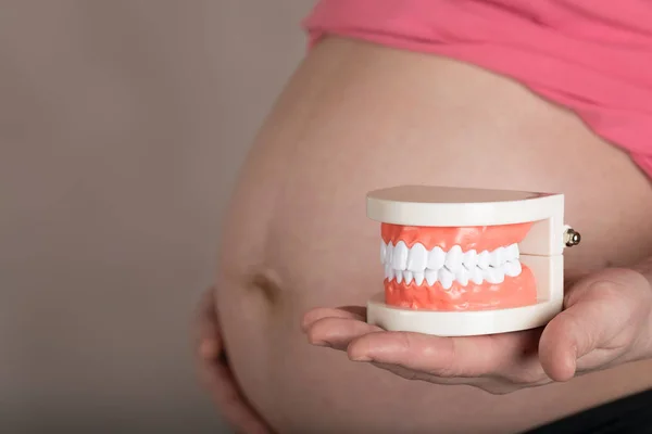 Junge schwangere Frau behält Plastikmodell des menschlichen Kiefers. Stockbild