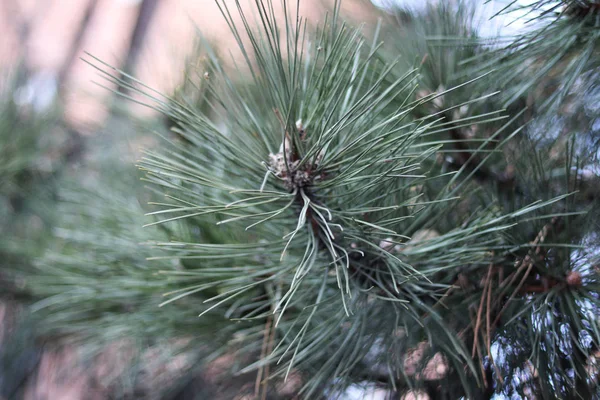 Pine Achtergrond Van Het Huis — Stockfoto