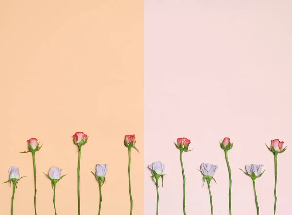 Flowers background. Flat lay with pink  and red roses. Frame with pink, white, red roses. Pink lovely background