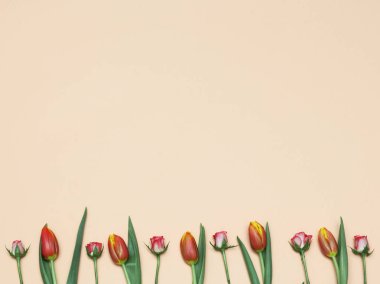 Bahar laleler ve gül arka plan. Lale gül ile düz yatıyordu buket. Bahar çiçekleri güzel arka plan