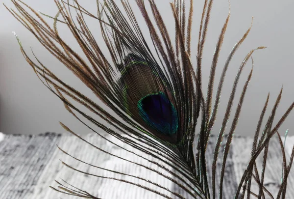 孔雀羽毛 羽毛背景 五颜六色的孔雀羽毛 羽毛纹理 — 图库照片