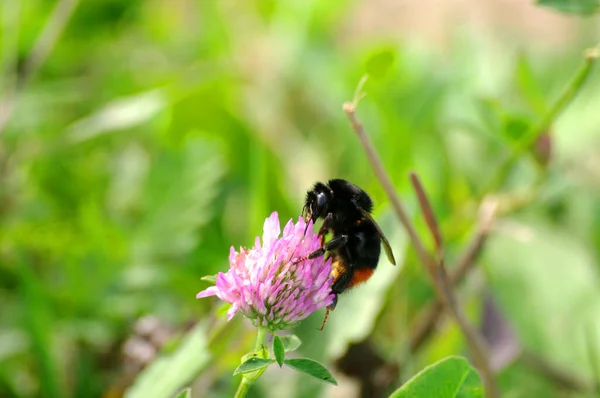 Bumblebee Clover Flower Copy Space Text — Stock Photo, Image