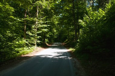 Ormanın derinliklerinde, asfalt yol yeşil çalıların arasından geçer. Manzaralı arkaplan.