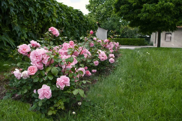 Kerti Rózsaszín Rózsák Nyáron Virágzó Virágokkal Ház Hátsó Udvara — Stock Fotó