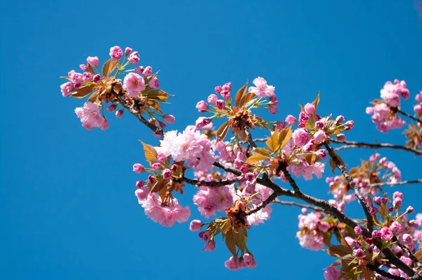 Fondo Con Sakura Florecen Hermoso Parque Natural Cerezo Flor Japón — Foto de Stock