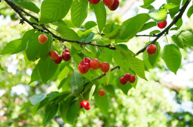 Ev bahçesindeki kiraz ağacı. Taze meyve hasadı, mevsimlik yiyecek..
