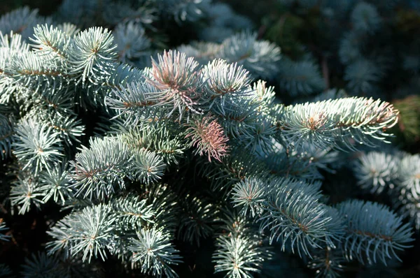 Takken van blauwe sparren, kerstachtergrond, boom. — Stockfoto