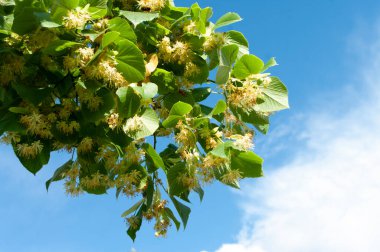 Bir dal ıhlamur ağacı, kireç çiçekleri. Arka planda mavi gökyüzü.