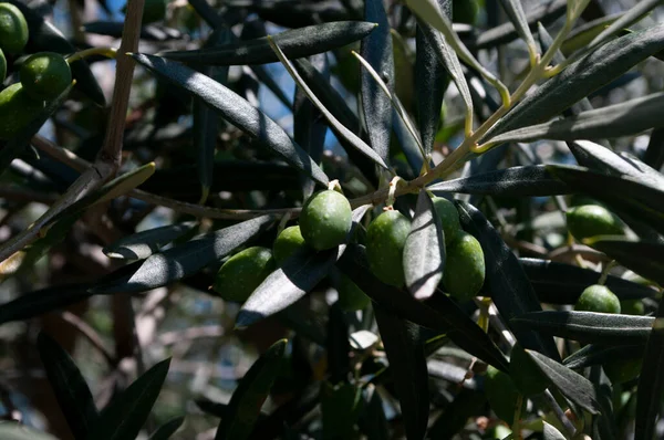 Zeytin yağı dalı, yeşil yapraklar. Arka plan. Akdeniz yemekleri. Boşluğu kopyala.