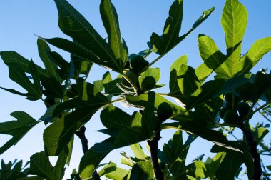 Büyük yeşil yapraklı incir ağacı dalları.