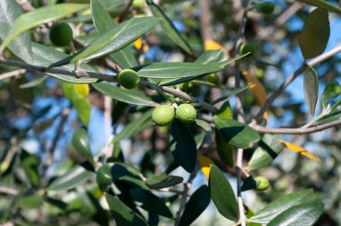 Yeşil zeytinli arka plan. Akdeniz sebzeleri. Hasat et