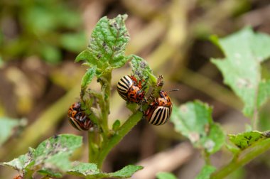 Colorado patates böceği bahçede bitki yaprakları yiyor.