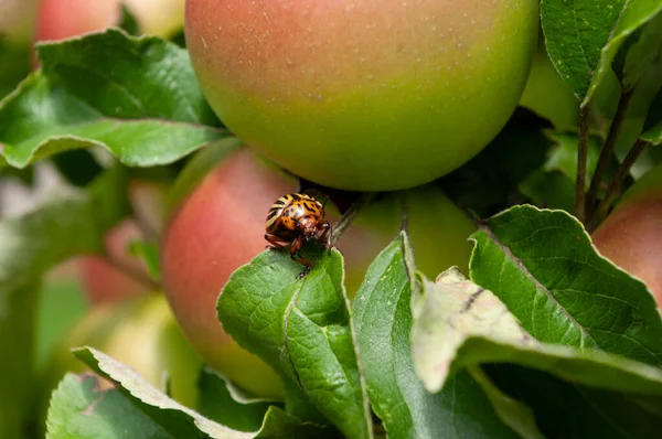 Colorado potatis skalbagge på äppelträd blad, växt i trädgården, — Stockfoto