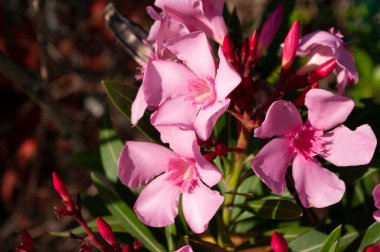 Pembe zakkum çiçeği ve yeşil yapraklar, arka plan. Akdeniz doğası. Kapat..