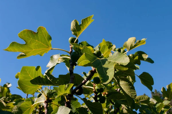 Ramas de higuera con grandes hojas verdes. Hora de verano. — Foto de Stock