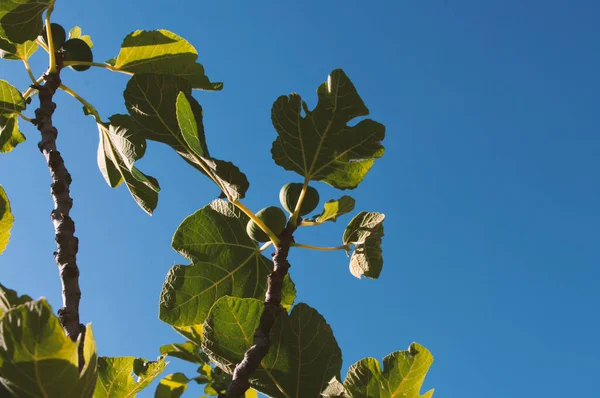 Feigenbaumzweige mit großen grünen Blättern. Sommerfrucht. — Stockfoto