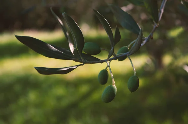 Grüne Oliven. Mediterranes Gemüse. Erntezeit. grüne Natur. — Stockfoto
