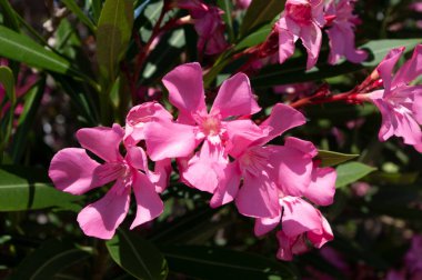 Pembe zakkum çiçeği ve yeşil yapraklar, arka plan. Akdeniz santrali.