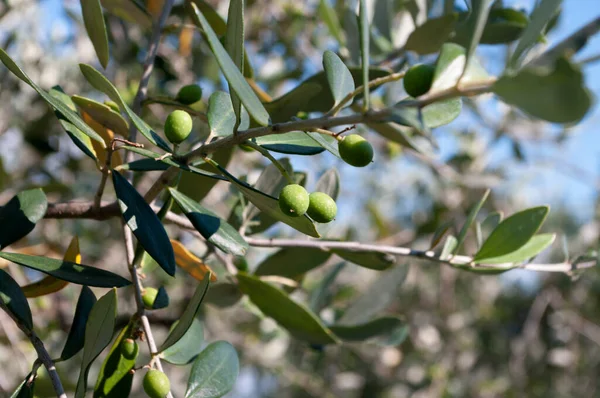 Äste von grünem Olivenbaum, Hintergrund Natur. — Stockfoto