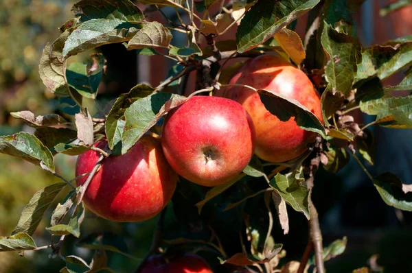 Färska äpplen på träd, ekologisk mat, höstskörd. Trädgårdsfrukter. Höst — Stockfoto