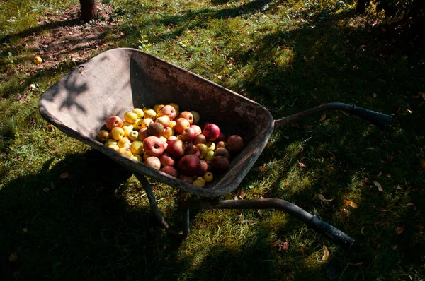 Brouette aux pommes, récolte d'automne, nourriture biologique d'automne. Jardinage. — Photo