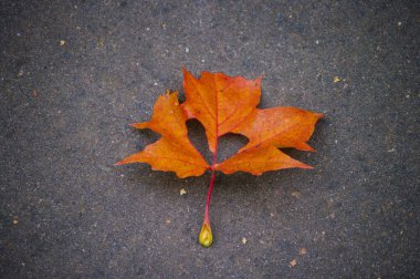 Kalp şeklinde bir deliği olan kırmızı akçaağaç yaprağı asfalt yolda uzanıyor. Sonbahar zamanı