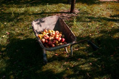 Elmalı el arabası, güz hasadı, sonbahar organik gıdalar. Bahçıvanlık.