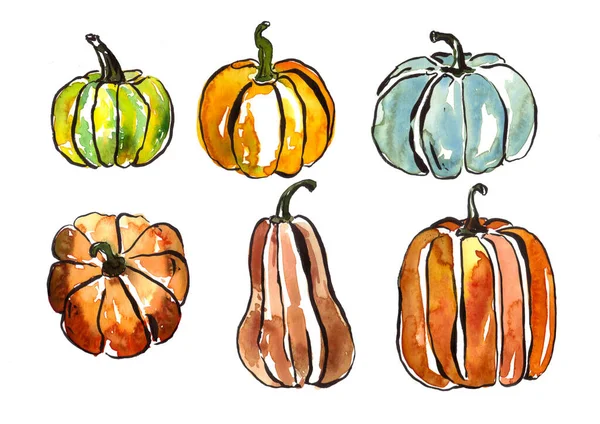 Suluboya el çizimi balkabağı seti, sonbahar hasat sezonu veya Şükran Günü zirvesi, beyaz arka planda izole edilmiş renkli sebzeler koleksiyonu.