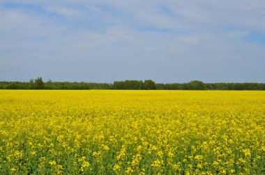 Sarı kolza çiçeği tarlası, ufuk çizgisi ve mavi gökyüzü.