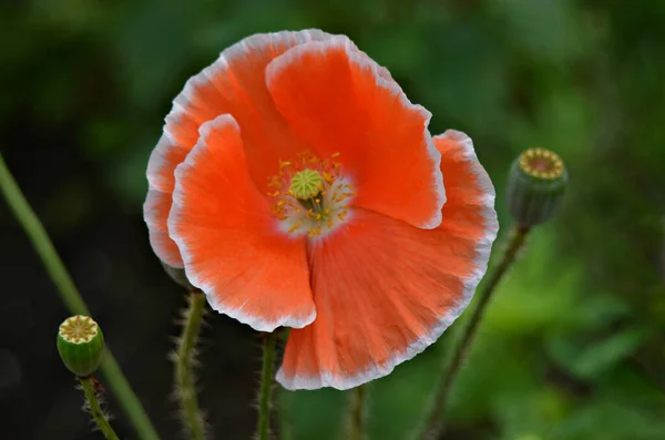 赤いケシの花がぼんやりとした緑の畑の背景に咲く — ストック写真