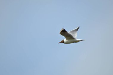 Mavi gökyüzünde uçan beyaz martı, yakın plan.