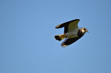 kanat çırpan kuş mavi gökyüzünde kanat açıklığı, yakın plan