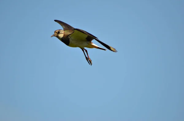 Lapwing Bird Flies Wingspan Blue Sky Gros Plan — Photo