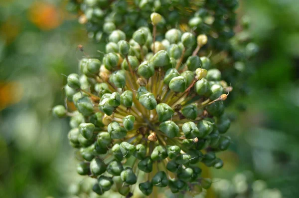 Inflorescencia Cebolla Verde Sobre Fondo Hierba Verde Borrosa Primer Plano —  Fotos de Stock