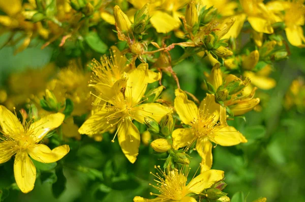 Жовті Лугові Квіти Розмитому Зеленому Фоні Трави Крупним Планом — стокове фото
