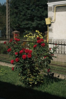 Bahçedeki evde kırmızı güller 