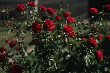 Bahçedeki evde kırmızı güller 