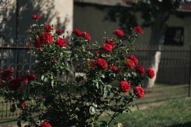 Bahçedeki evde kırmızı güller 