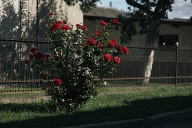 Bahçedeki evde kırmızı güller 