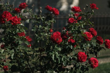 Bahçedeki evde kırmızı güller 