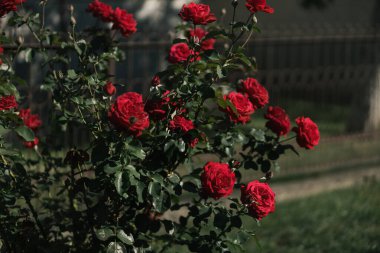 Bahçedeki evde kırmızı güller 