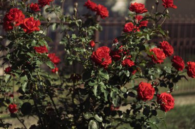 Bahçedeki evde kırmızı güller 