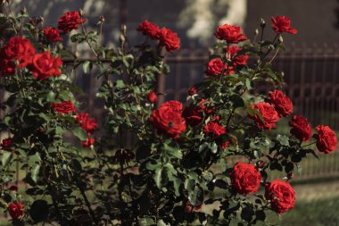 Bahçedeki evde kırmızı güller 