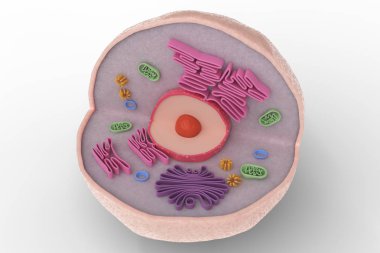 Beyaz arka plan üzerinde izole insan hücre anatomisi yapısı. 3D render illüstrasyon.