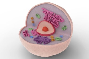 Beyaz arka plan üzerinde izole insan hücre anatomisi yapısı. 3D render illüstrasyon.