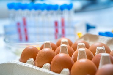 Yumurtalar laboratuvarda test edilir. Gıda kalite kontrol konsepti.