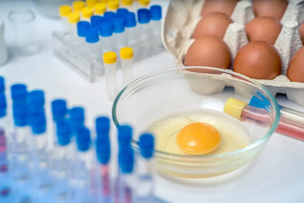 Inspeccionando huevos de pollo en laboratorio. Yema en tazón . — Foto de Stock