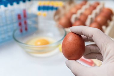 Gıda kalite kontrol konsepti. Bilim adamı labora holdinh yumurta
